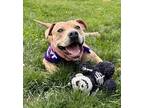 Adopt Lucille ASAP! a White - with Tan, Yellow or Fawn Pit Bull Terrier / Mixed