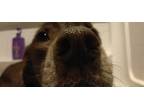 Adopt Victor a Brown/Chocolate - with White Weimaraner / Mixed dog in Des
