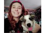 Adopt Hank a Tricolor (Tan/Brown & Black & White) Australian Shepherd / Mixed