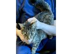 Adopt Sienna a Brown Tabby Domestic Shorthair / Mixed Breed (Medium) / Mixed