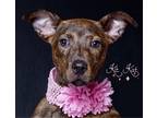 Adopt Kit Kat a Brindle Rottweiler / Terrier (Unknown Type