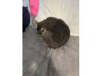 Adopt Cirrous a Gray, Blue or Silver Tabby Domestic Shorthair / Mixed (short