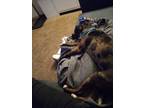 Adopt Trail Mix a Merle Catahoula Leopard Dog / Mixed dog in Perry