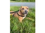 Adopt Baby a Affenpinscher / Mixed dog in Ridgely, MD (41316246)
