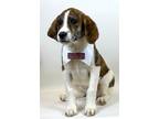 Adopt Kash a Brindle - with White Border Collie / Mixed dog in Kerrville