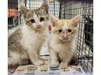 Adopt Fosters needed for m/f kittens & adult cats a Domestic Shorthair / Mixed