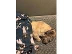 Adopt Kirby a White - with Tan, Yellow or Fawn Schnauzer (Standard) / Mixed dog