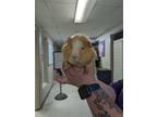 Adopt Alvin a Fawn Guinea Pig / Guinea Pig / Mixed (short coat) rabbit in