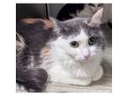 Adopt Leyloni a Gray or Blue Domestic Shorthair / Mixed Breed (Medium) / Mixed