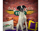 Adopt Marshmallow a White Great Dane / Mixed Breed (Medium) / Mixed (short coat)