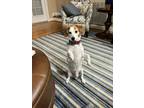 Adopt Lord Spencer a White - with Brown or Chocolate Beagle / Dachshund / Mixed