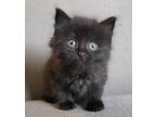 Adopt Richard a All Black Maine Coon (long coat) cat in Ypsilanti, MI (41400610)