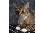 Adopt Bernadette a Brown Tabby Domestic Shorthair / Mixed Breed (Medium) / Mixed