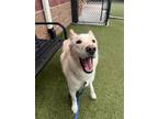 Adopt Sage a White Alaskan Klee Kai / Mixed Breed (Medium) / Mixed (medium coat)