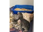 Adopt Towson a Brown Tabby Domestic Shorthair / Mixed Breed (Medium) / Mixed