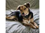 Adopt Eli a Tricolor (Tan/Brown & Black & White) Australian Kelpie / Carolina