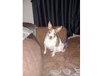 Adopt Apollo a White - with Brown or Chocolate Chiweenie / Mixed dog in Lawton