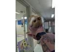 Adopt Simon a Fawn Guinea Pig / Guinea Pig / Mixed (short coat) rabbit in