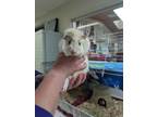 Adopt Theodore a White Guinea Pig / Guinea Pig / Mixed (short coat) rabbit in