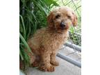 Adopt Willie a Brindle Poodle (Miniature) / Mixed (short coat) dog in Fairfield