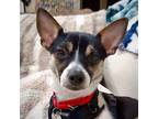 Adopt Ziggy (MD) a White - with Black Rat Terrier / Mixed dog in Poolesville
