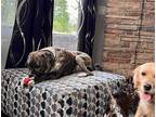 Adopt Bowling Ball a Brindle Mastiff / Mixed dog in Germantown, OH (39880393)