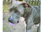 Adopt Spirit a American Pit Bull Terrier / Mixed dog in Mobile, AL (41131526)