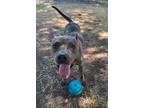 Adopt Razzle Dazzle a American Staffordshire Terrier / Mixed dog in Mobile