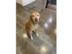 Adopt Cooper a Red/Golden/Orange/Chestnut Vizsla / Mixed dog in Awendaw