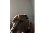 Adopt Kenlin a Brindle Bull Terrier / Mixed dog in Maple Grove, MN (41400191)