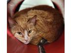 Adopt Sissy a Orange or Red Domestic Shorthair / Mixed Breed (Medium) / Mixed