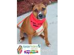 Adopt Speckles a American Pit Bull Terrier / Mixed dog in Gautier, MS (41049192)