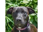 Adopt Louie a Black - with White Boxer / Basset Hound / Mixed dog in Huntley
