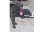 Adopt Jac a Brown/Chocolate - with Black Labrador Retriever / Mixed dog in Cold