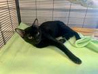 Adopt Boo a All Black Domestic Shorthair (short coat) cat in Monmouth