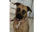 Adopt Z COURTESY LISTING: Hazel a Red/Golden/Orange/Chestnut German Shepherd Dog
