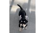 Adopt Salenah a Black Shepherd (Unknown Type) / Golden Retriever / Mixed (short
