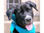 Adopt Crew a Black - with White Flat-Coated Retriever / Retriever (Unknown Type)