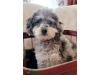 Adopt Jeffrey a Poodle (Standard) / Affenpinscher / Mixed dog in Decatur