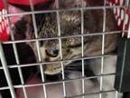 Adopt Princess a Brown Tabby Domestic Shorthair / Mixed Breed (Medium) / Mixed