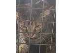 Adopt Luciana a Brown Tabby Domestic Shorthair / Mixed Breed (Medium) / Mixed
