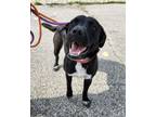 Adopt Wes a Boxer / Labrador Retriever / Mixed dog in Portland, IN (39725754)