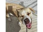 Adopt Scooby a American Pit Bull Terrier / Mixed dog in Portland, IN (39505565)