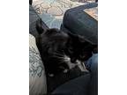 Adopt Jada a Black (Mostly) American Shorthair / Mixed (medium coat) cat in