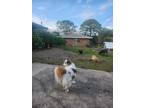 Adopt Zeus a White - with Tan, Yellow or Fawn Papillon / American Eskimo Dog /