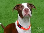 Adopt Chunk a Brown/Chocolate - with White Mixed Breed (Large) / Mixed Breed