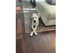Adopt Doobie a White - with Brown or Chocolate American Pit Bull Terrier / Boxer