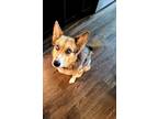 Adopt Nala a Brindle - with White Australian Shepherd / Mixed dog in North