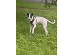 Adopt Molly a White - with Black Mutt / Mixed dog in Waco, TX (41399491)