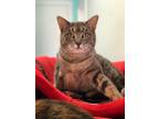 Adopt Sawyer a Domestic Shorthair / Mixed (short coat) cat in McPherson